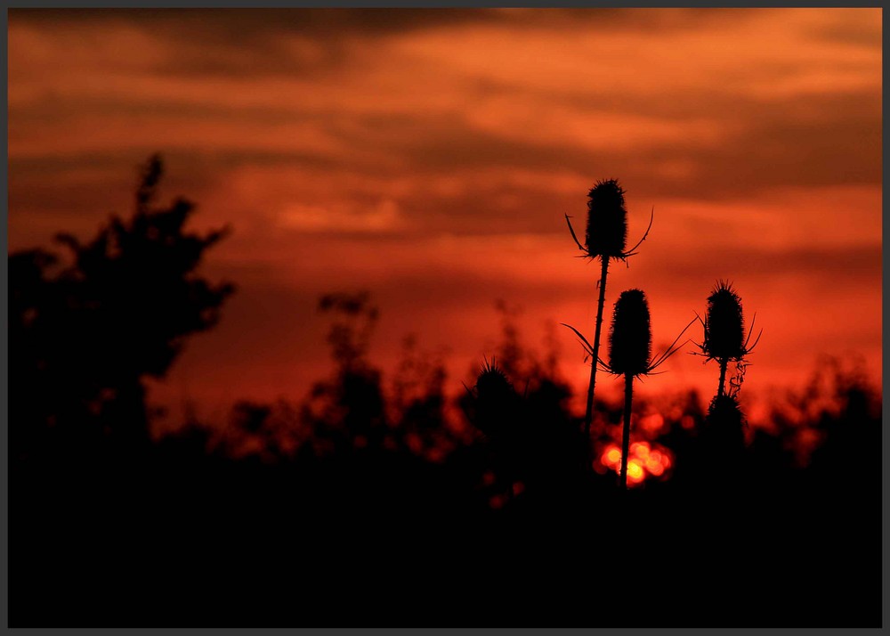 Distel im Morgen - Vertreibt Kummer und Sorgen