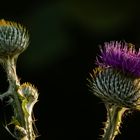 Distel im Morgenlicht