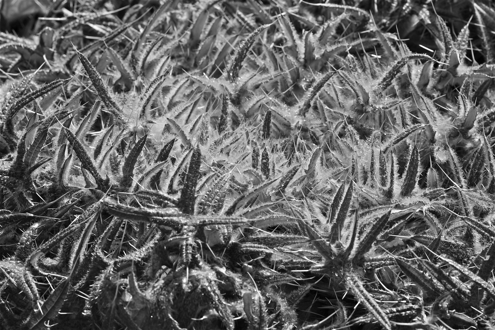 Distel im Morgenlicht