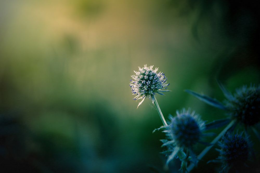 Distel im Morgenlicht