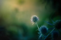 Distel im Morgenlicht