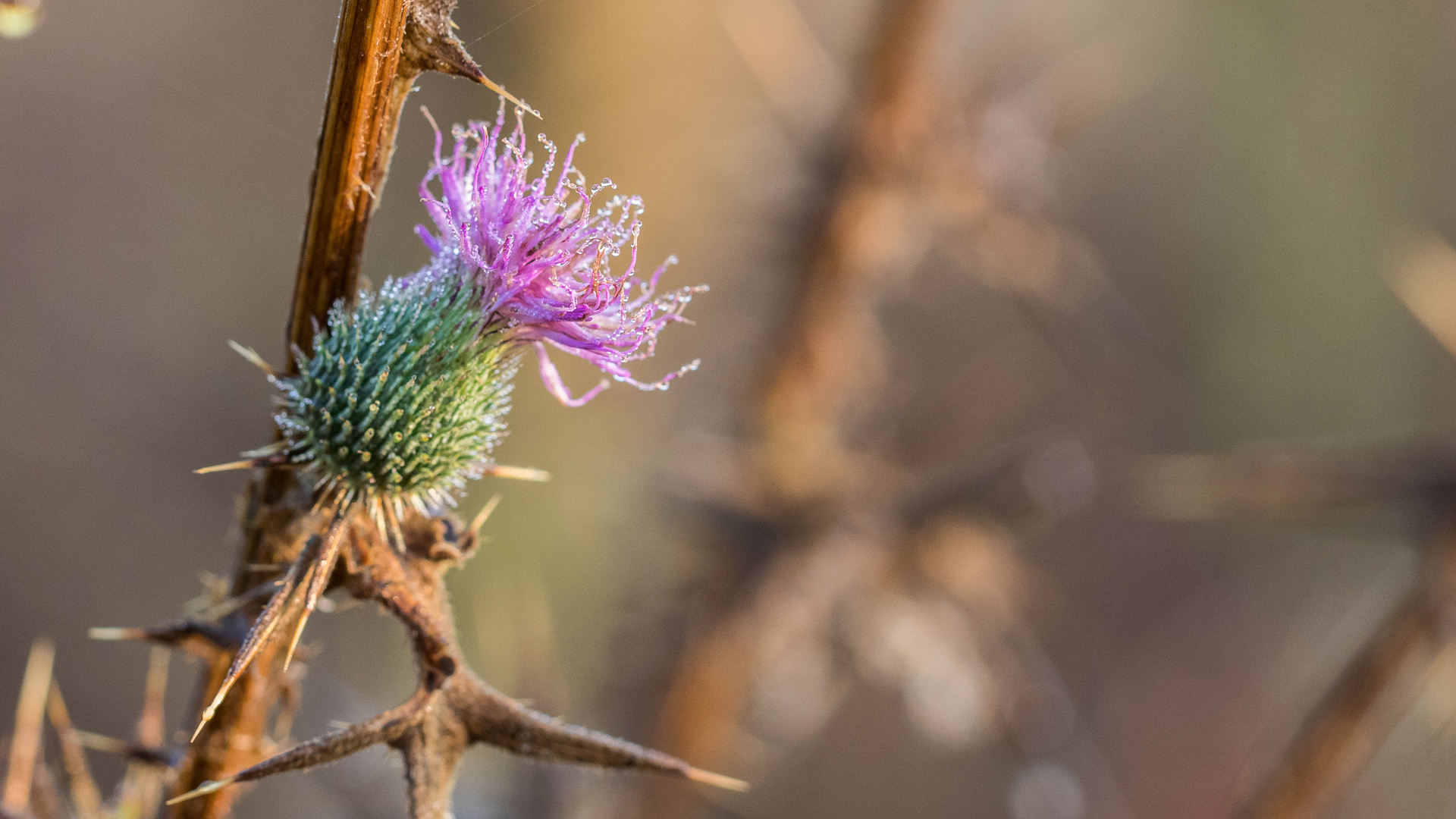 Distel im Morgentau