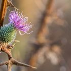 Distel im Morgentau