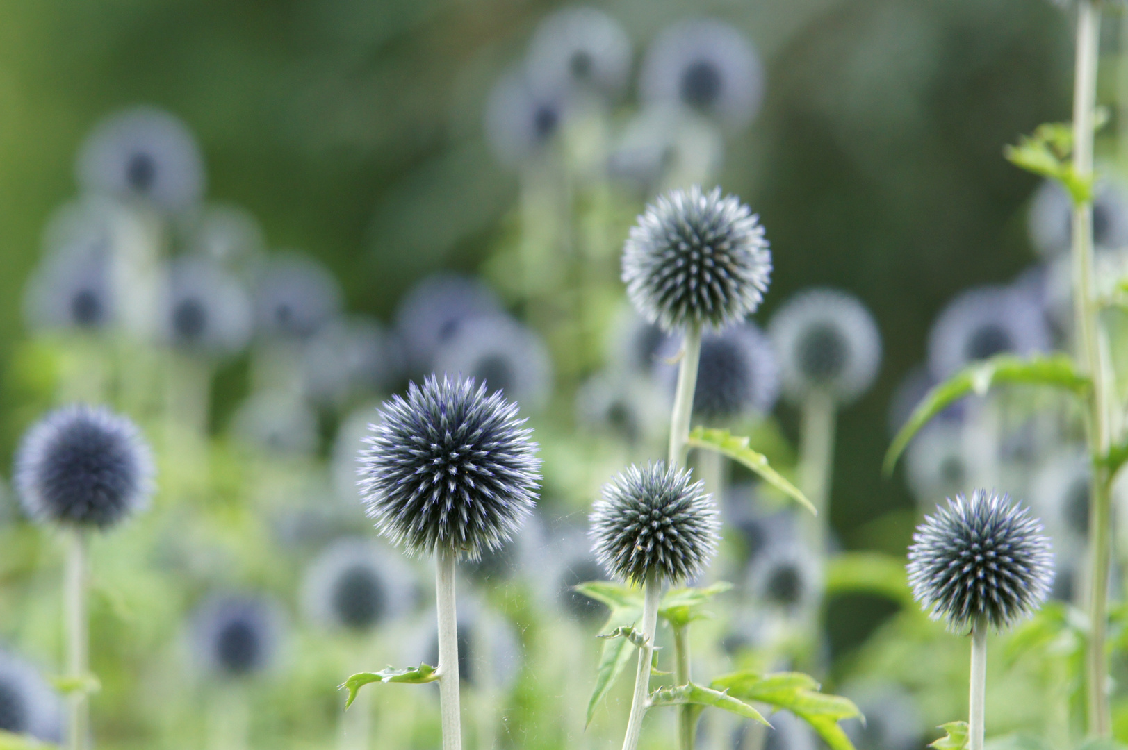 Distel im neuen botanischen Garten Hamburg Foto & Bild