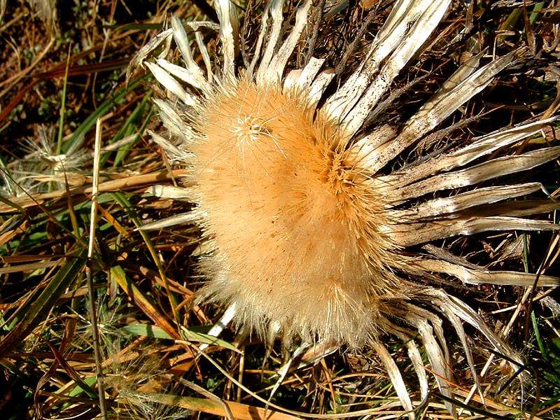 Distel im November