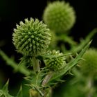 Distel im Quadrat