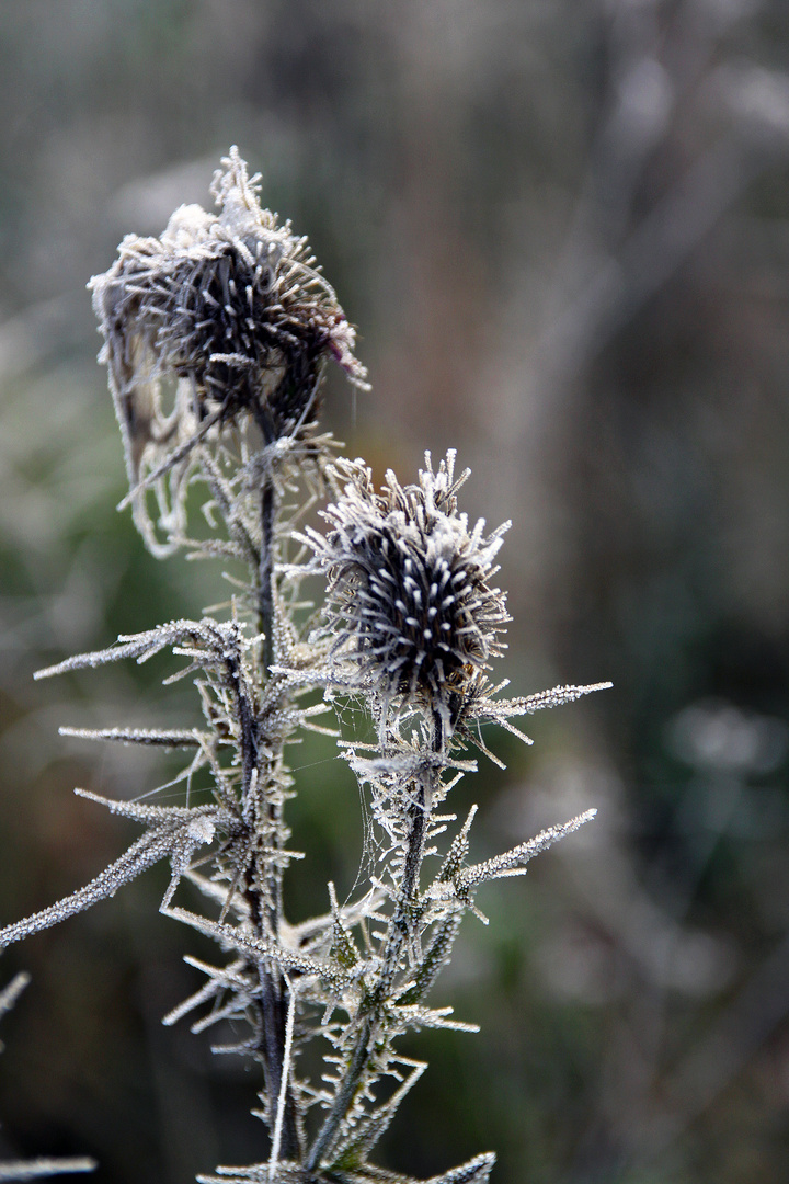 Distel im Rauhreif