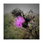 Distel im Regen