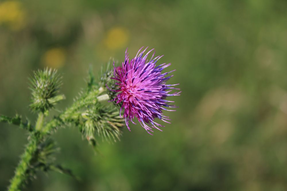 Distel im samdten Grün