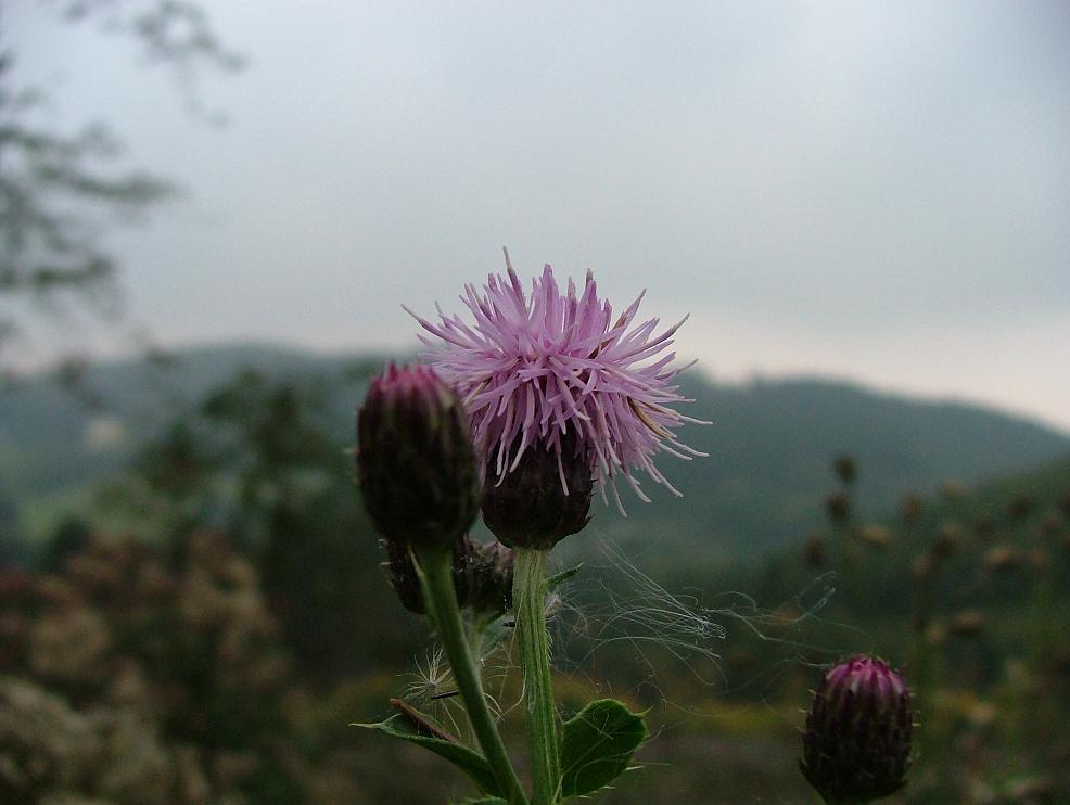 Distel im Sauerland