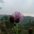 Distel im Sauerland