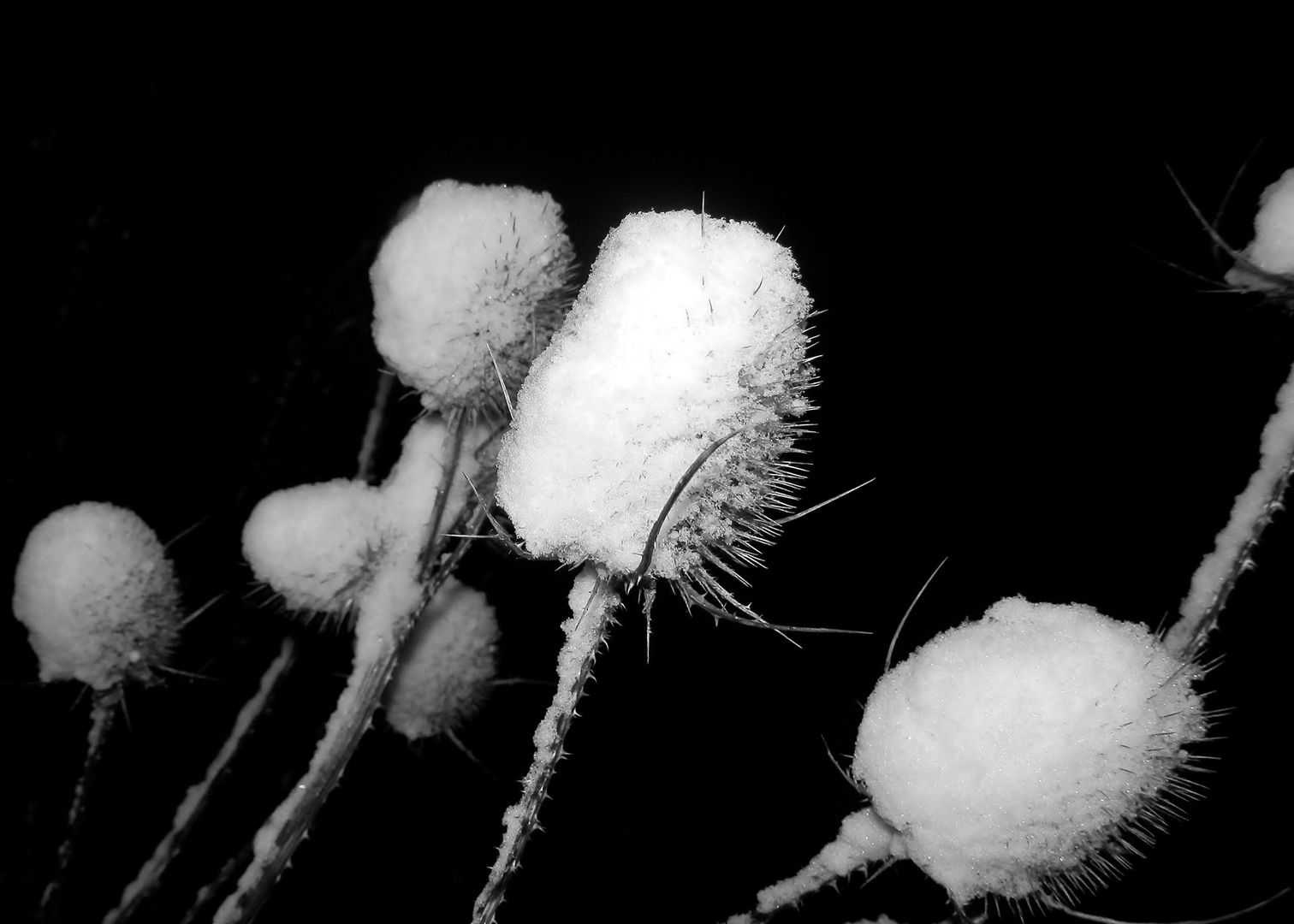 Distel im Schnee