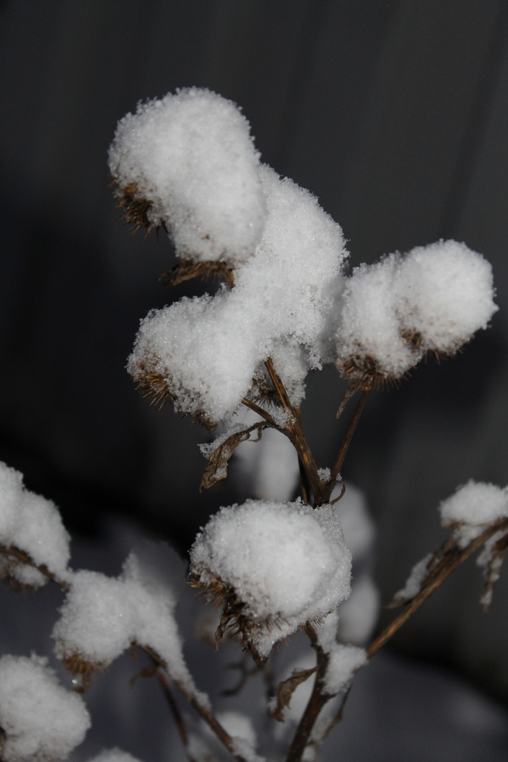 Distel im Schnee