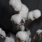 Distel im Schnee