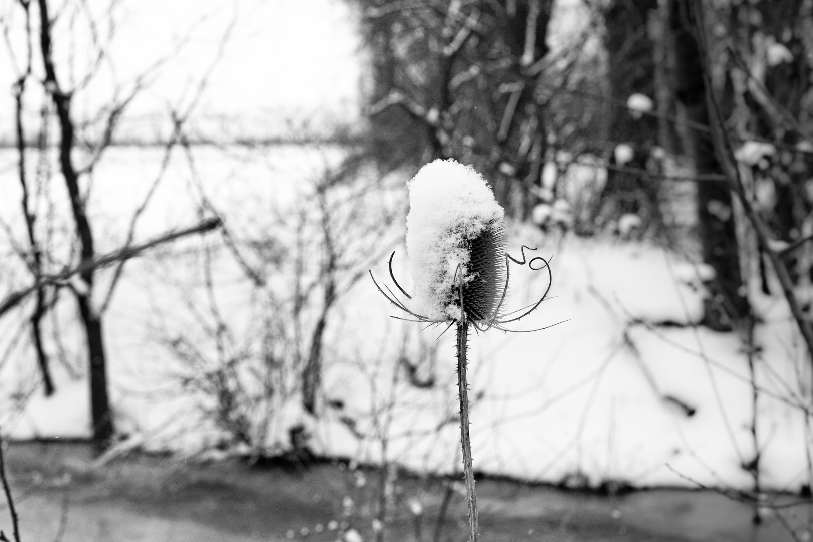 Distel im Schnee