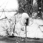 Distel im Schnee