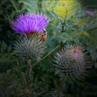 Distel  im Sommer   2019