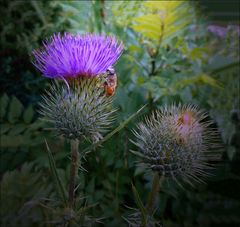 Distel  im Sommer   2019