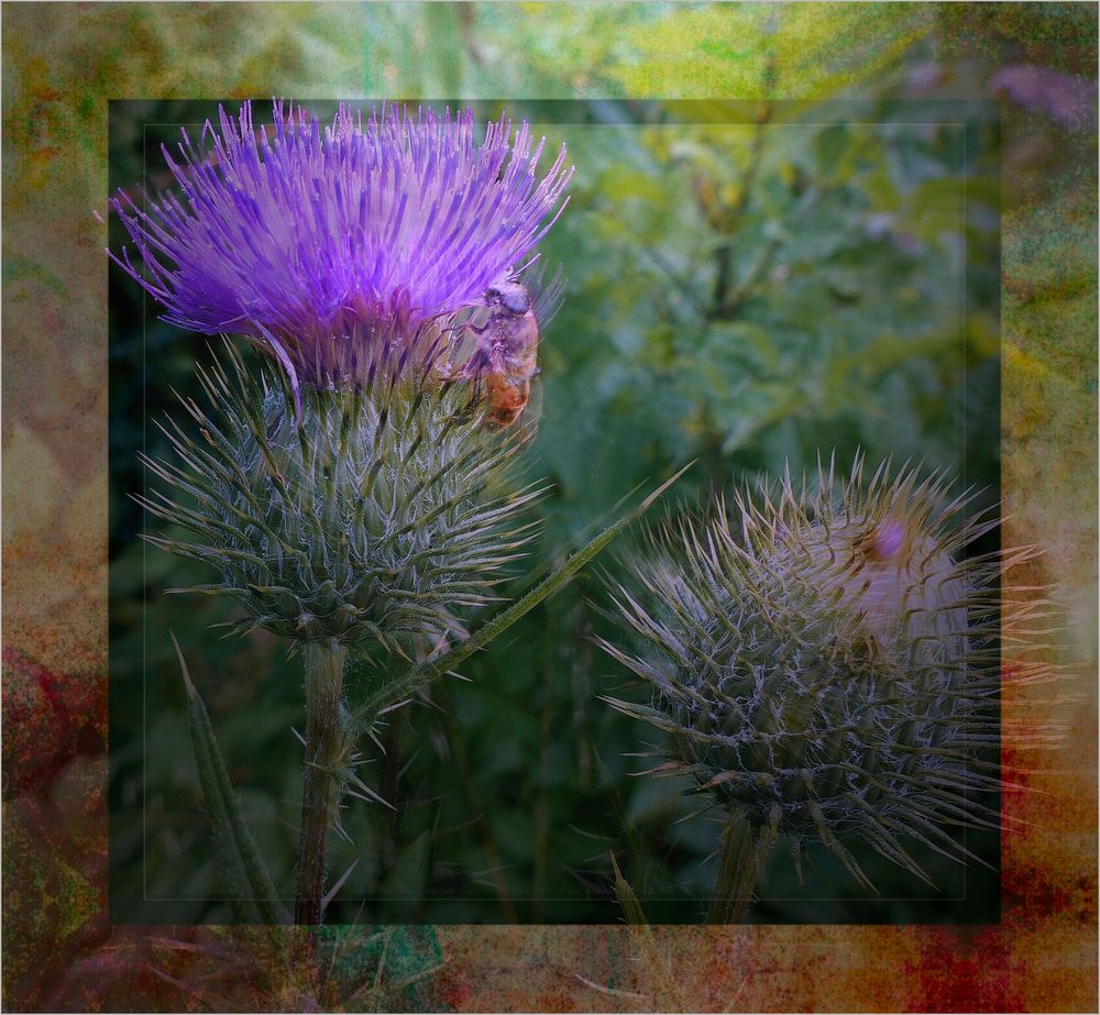 Distel  im Sommer