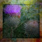 Distel  im Sommer