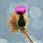 Distel im Sonnenlicht!