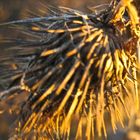 Distel im Sonnenuntergang