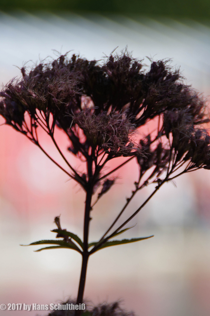 Distel im  Sonnenuntergang 