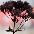 Distel im  Sonnenuntergang 