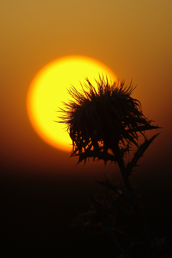 Distel im Sonnenuntergang