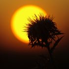 Distel im Sonnenuntergang