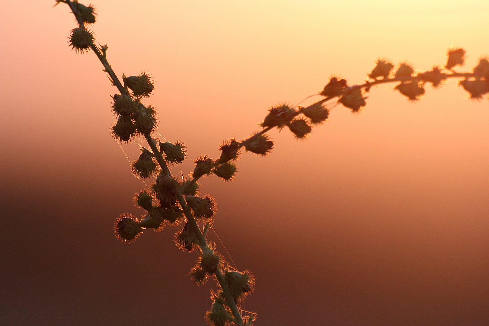 Distel im Sonnenuntergang