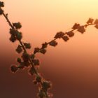 Distel im Sonnenuntergang