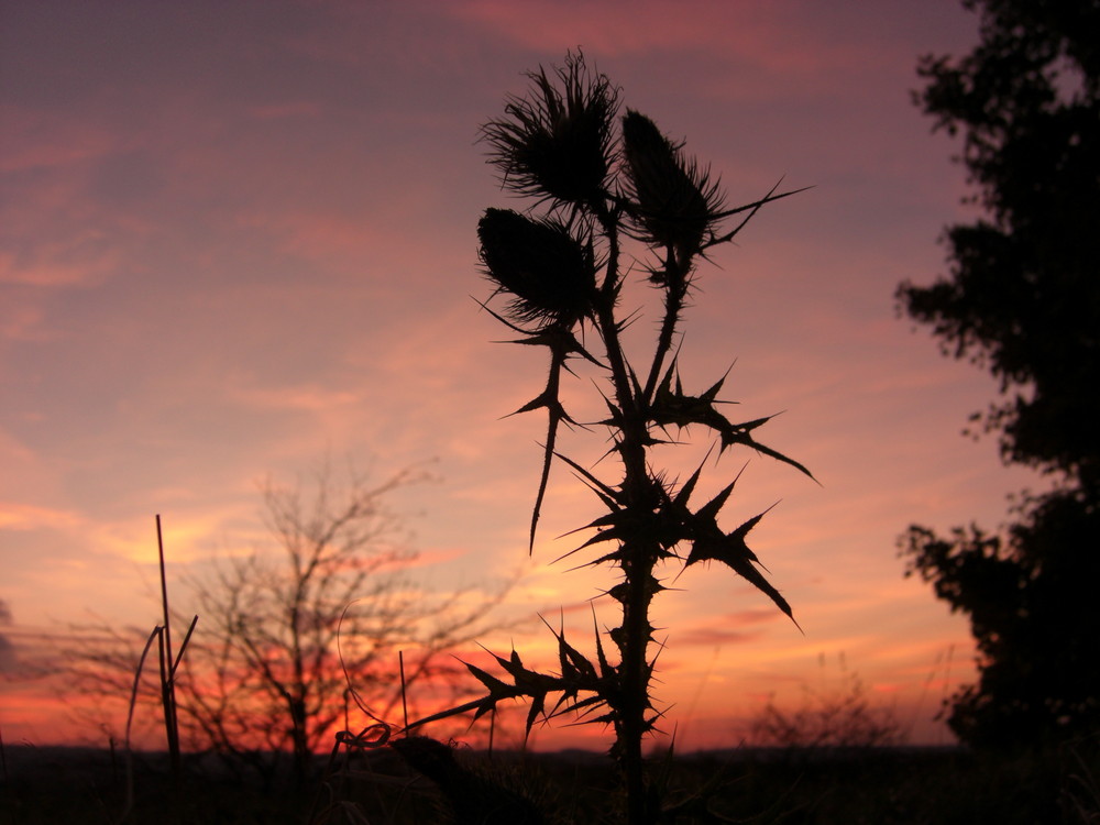 Distel im Sonnenuntergang