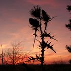 Distel im Sonnenuntergang