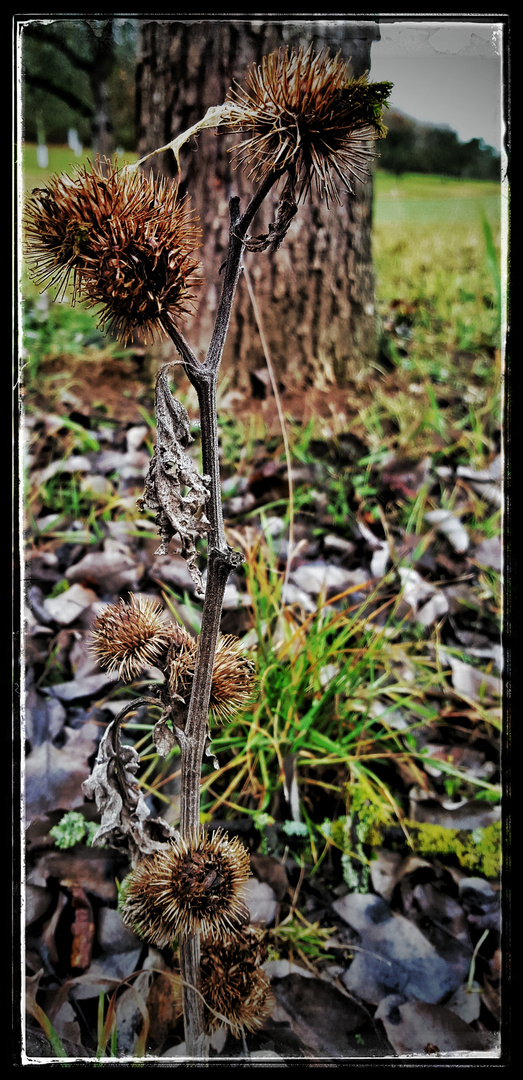 Distel im Spätherbst