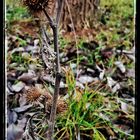 Distel im Spätherbst