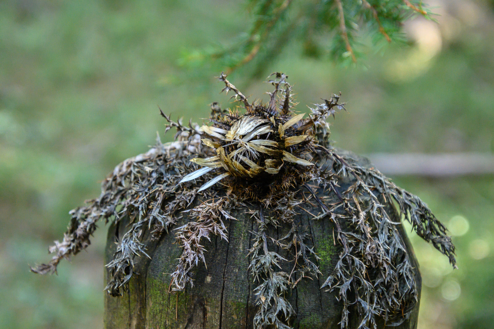 Distel im Spätherbst