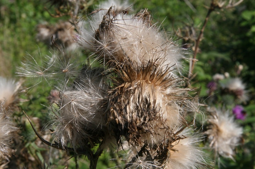 Distel im Spätsommer