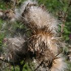 Distel im Spätsommer