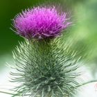 Distel im Wind