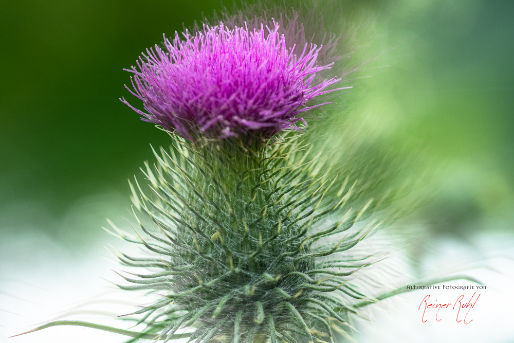 Distel im Wind