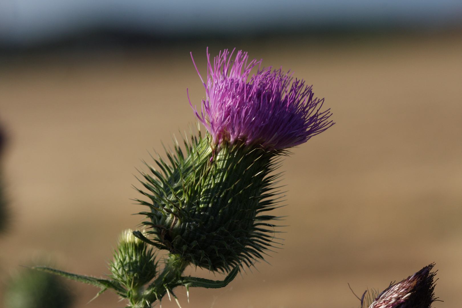 Distel im Wind