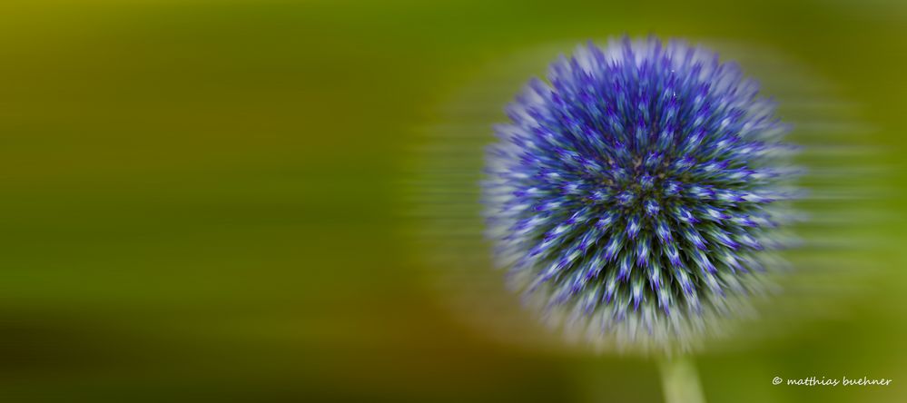 Distel im Wind