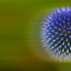 Distel im Wind