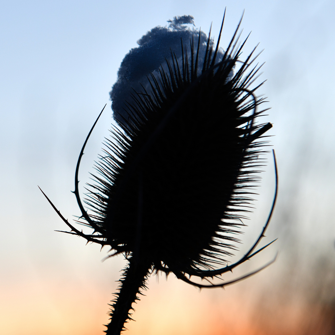 Distel im Winter