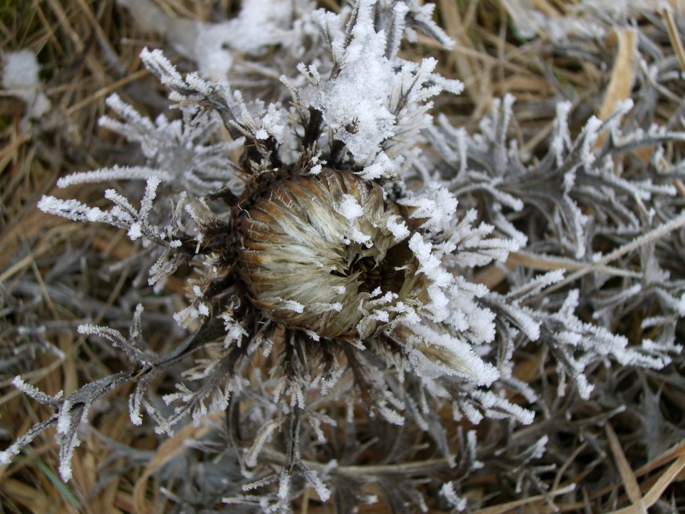 Distel im Winter