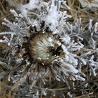 Distel im Winter