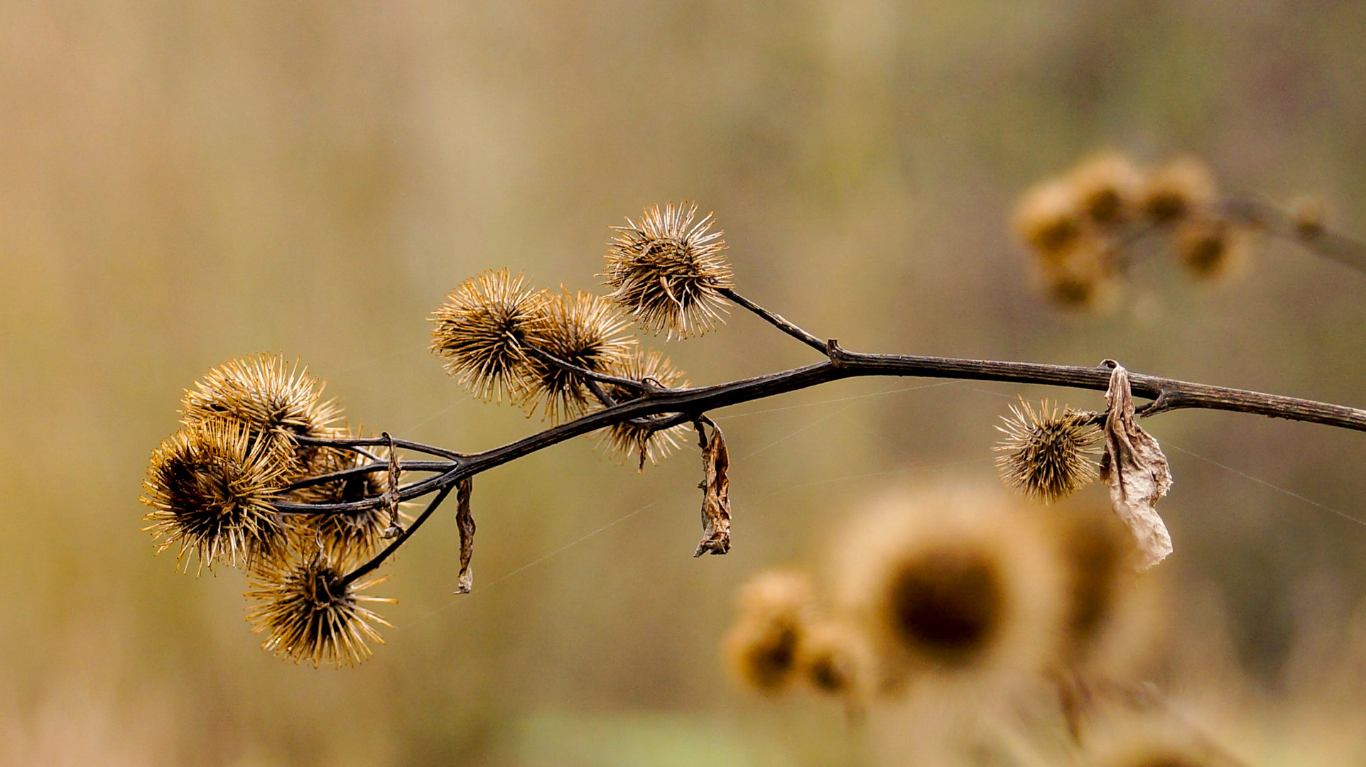 Distel im Winter