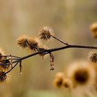 Distel im Winter