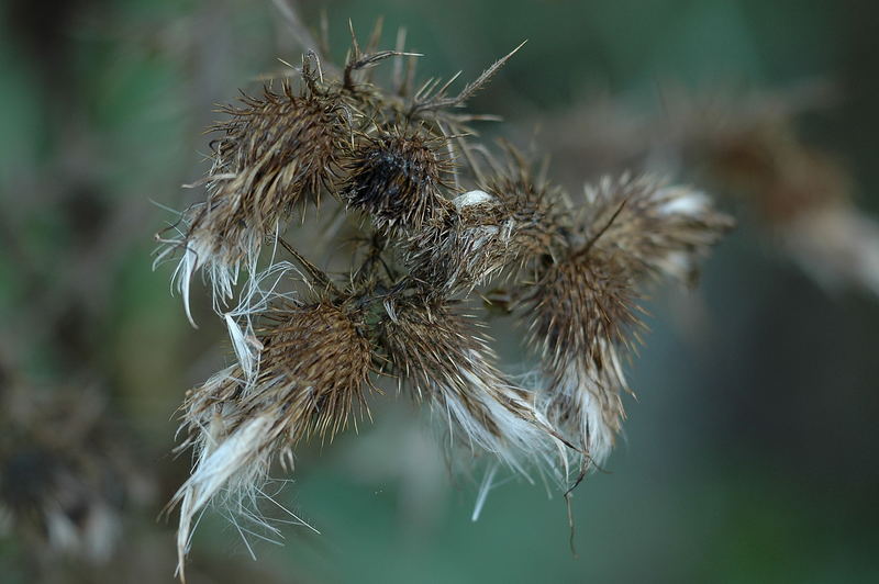 Distel im Winter